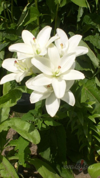 OVAKAR
