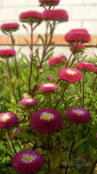 Rudens ziedi