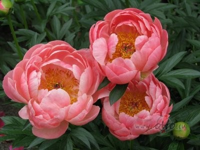 Veidenbaumu godinot!