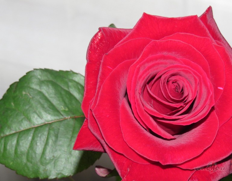 ..sarkana roze viiem..