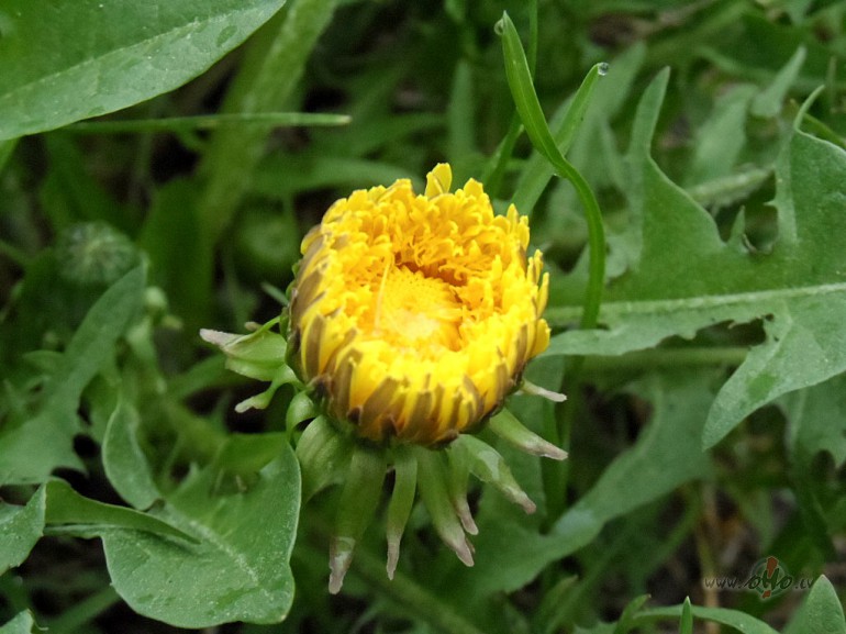 Piene�u p�ava - kur?