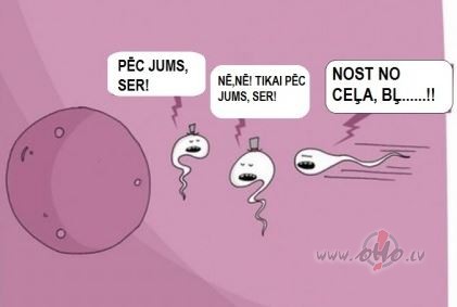 Kpc izmira dentelmei