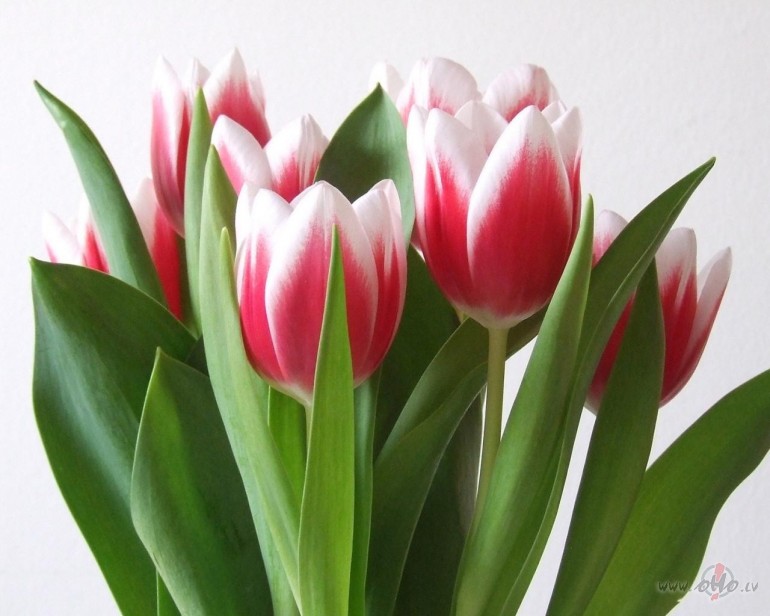 Vys�m dr�stale��m-gan jaun�m, gan vac�k�m.Br�smeigi c��i sveicu ...