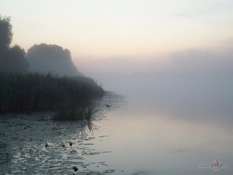 Speci�li miglas cien�t�jiem-ko acis pamielot. :)Agrs vasaras r�ts pie ...