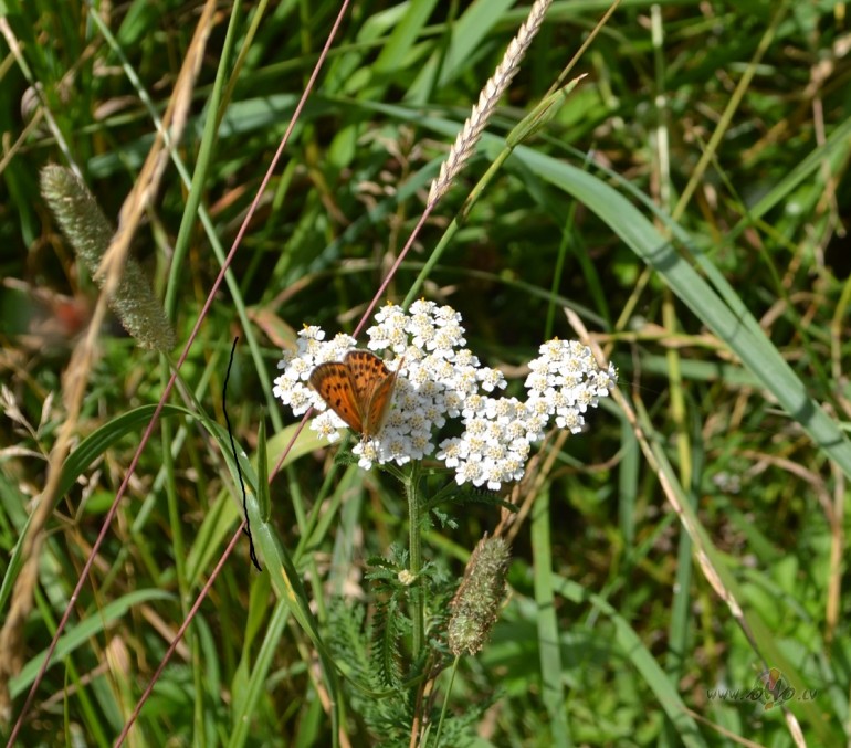 Lab�k,ja viss notiek t�,k� dab� paredz�ts.Ja v�der� par�d�s ...