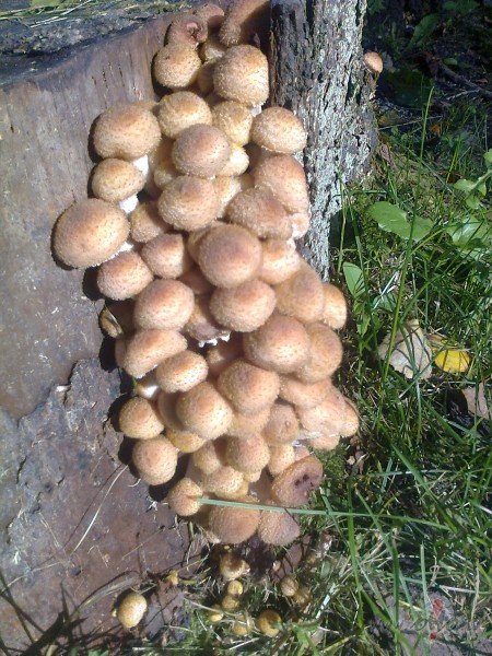 Kjiiseljupe izkaapa no mannas krastiem un sagriezaas virpulii... :)))