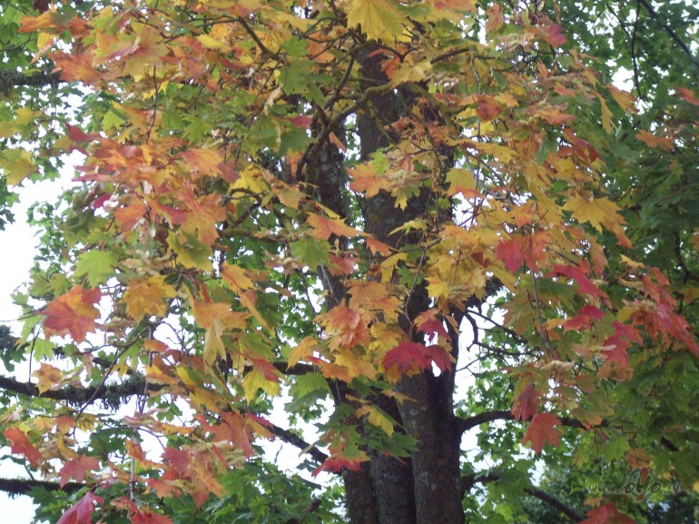 Nu �oooti ruden�gs laiks.Un s�k p�c apkures pras�ties.Nez,k�da �ogad ...