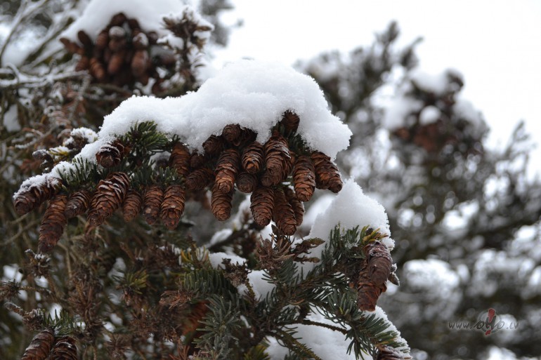 Tas ir apbr�nojami,k�du a�iot��u,masu psihozi var sacelt viena cipara ...