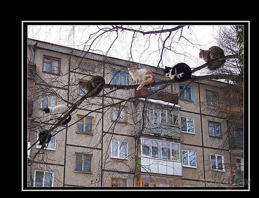 �odienas r�ts...Vienk�r�i un �si.