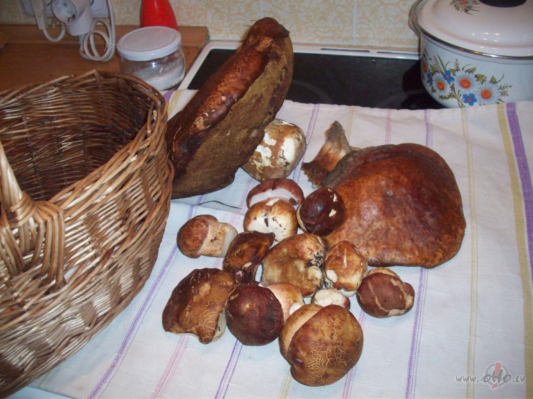 Maija beig�s bija baravikas.Tagad d�rz� primulas pa k�dai ...