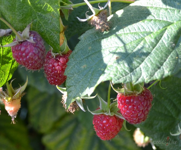 Avenes.Visur avenes-sula pudel�s,avenes gr�p�,rokas smar�o p�c ...