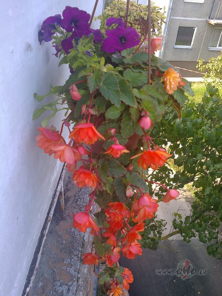 Hanniitei un ne tikai...