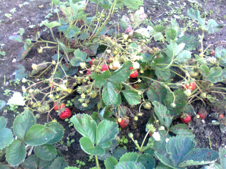 Rudens