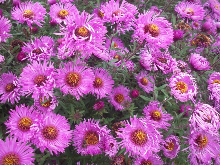 Apkures sezonas s�kums.Dzeru kafiju un skatos,k� liesmas aiz stikla ...