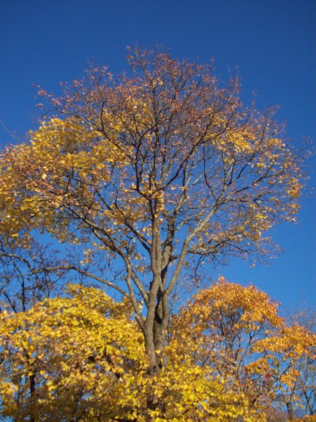 Nu ir tas zelta rudens.Un ko man dar�t-priec�ties,ka ir,vai ...