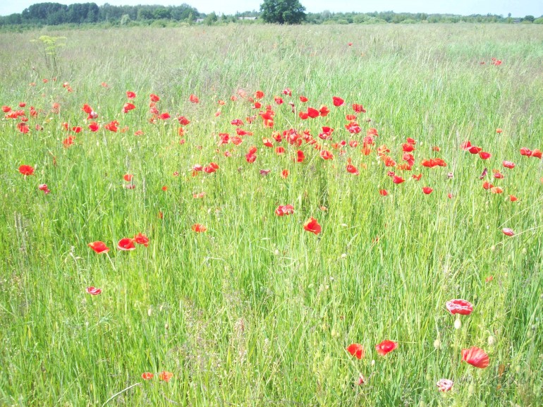 Katram gad�jumam,kad vajadz�gs mierin�jums,neder viens un tas pats ...