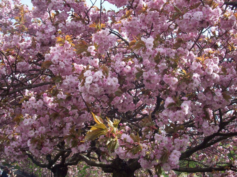 �odien visur rudens-d�rz�,Manga�sal�,Vec��os.M�j�s ar�.Un br�va laika ...