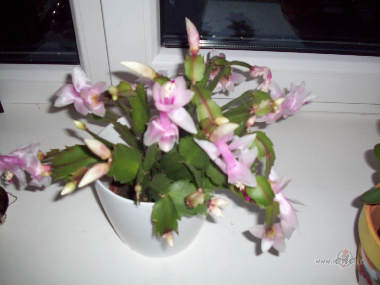 Ziemsv�tku kaktusi tais�s zied�t vareni.Un es jau zinu,ko l�g�u ...