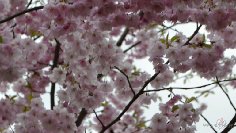 Rg, Uzvaras park zied sakura.ort pc darba aizbraucu uzmest aci ...