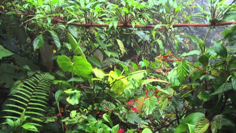 Re kaa no mushas uzpuush ziN(j)oli :D