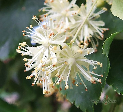 Skaist� p�cpusdiena