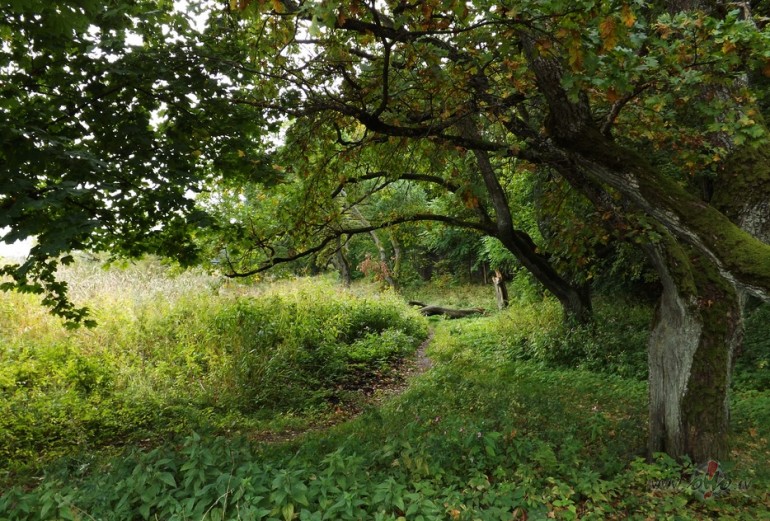 Br�numme�s ruden�