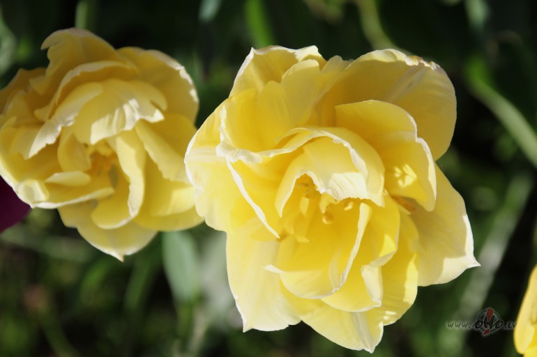 Tulpes.