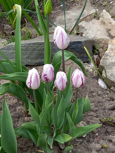 Tulpes, tulpes, tulpes...