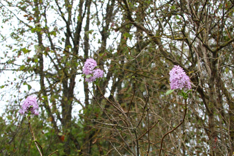 Ruden pavasaris.