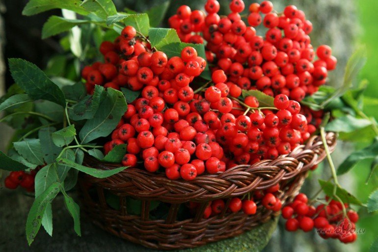 Drudu jeb Gallu horoskops 7