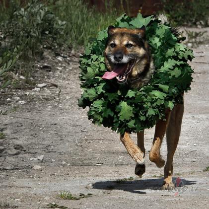 Drudu jeb Gallu horoskops  9