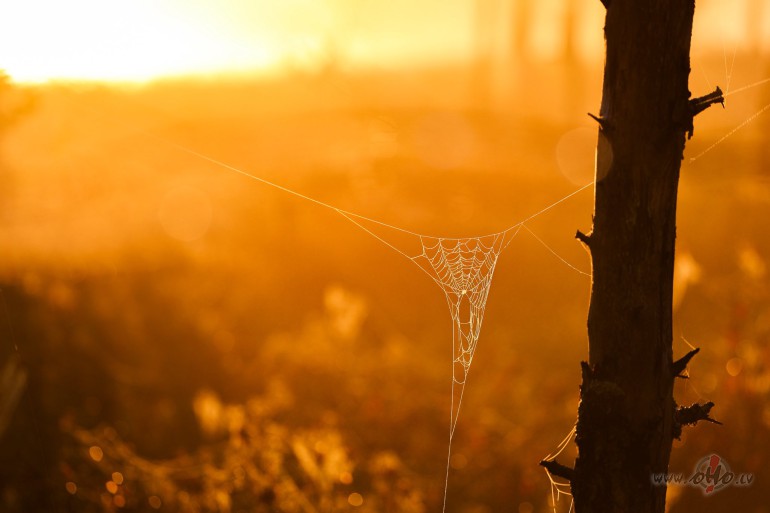 Nosta��isk�s spir�les 