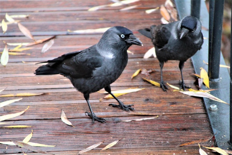 Skaistai grib�s b�t.