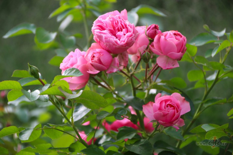 Sv�tki dv�selei.